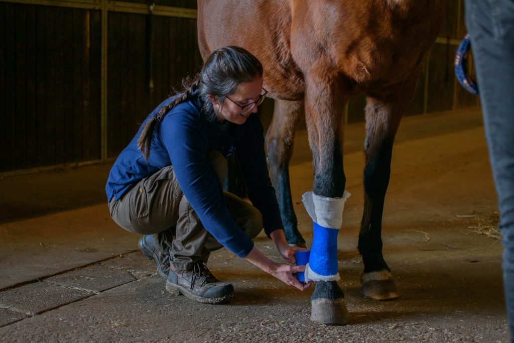 DAP Dokkum - Dierenartsen Dokkum - Paard - Onze zorg - Kreupelheid