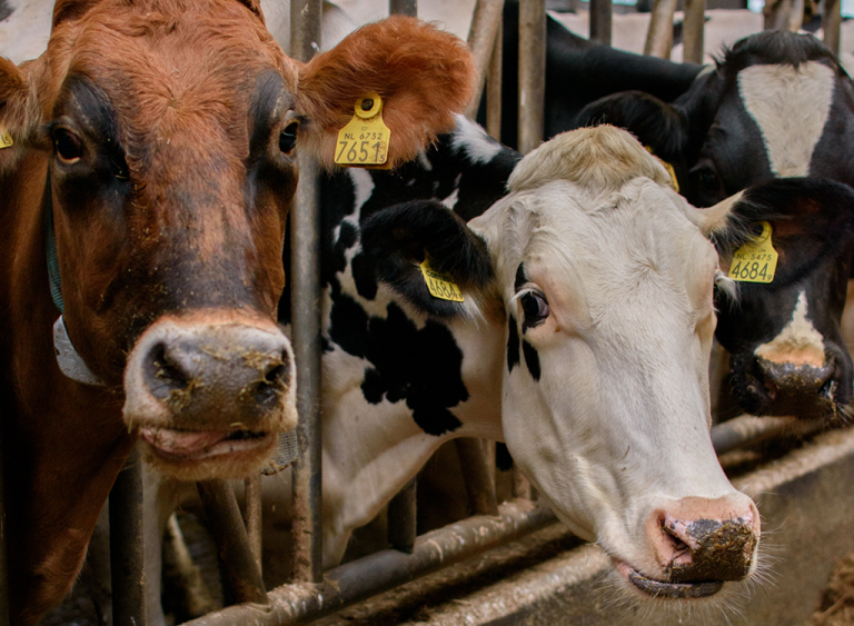DAP Dokkum-221-1 rundvee herkauwers dierenartsen home koeien
