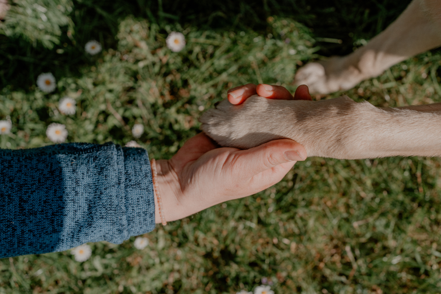 Dierenartsen Dokkum - euthanasie - gezelschapsdieren