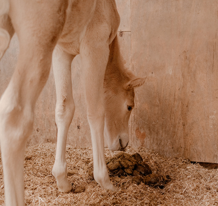 Dierenartsen Dokkum dag 1-303-mestonderzoek-paard-mest aanleveren-ziek veulen