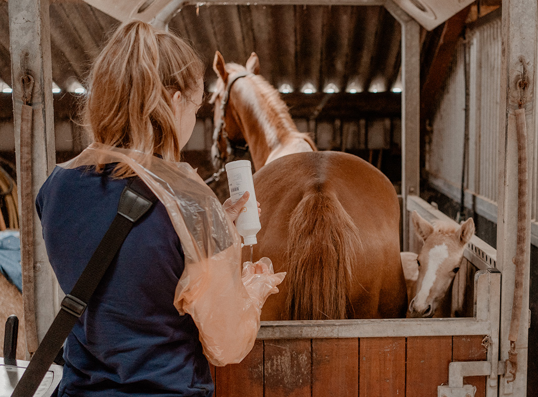 Dierenartsen Dokkum dag 1-304-merrie begeleding-nageboorte