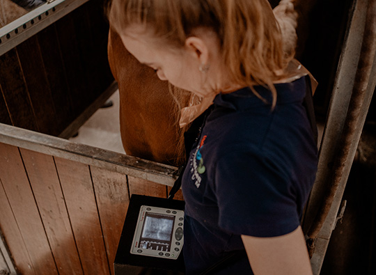 Dierenartsen Dokkum dag 1-318-merrie begeleiding-dracht