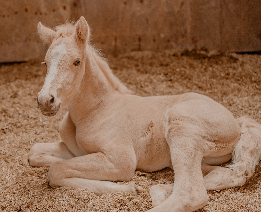 Dierenartsen Dokkum dag 1-330-navelbreuk-paard-veulen