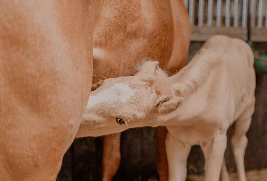 Dierenartsen Dokkum dag 1-376-verlossing-veulen-geboorte