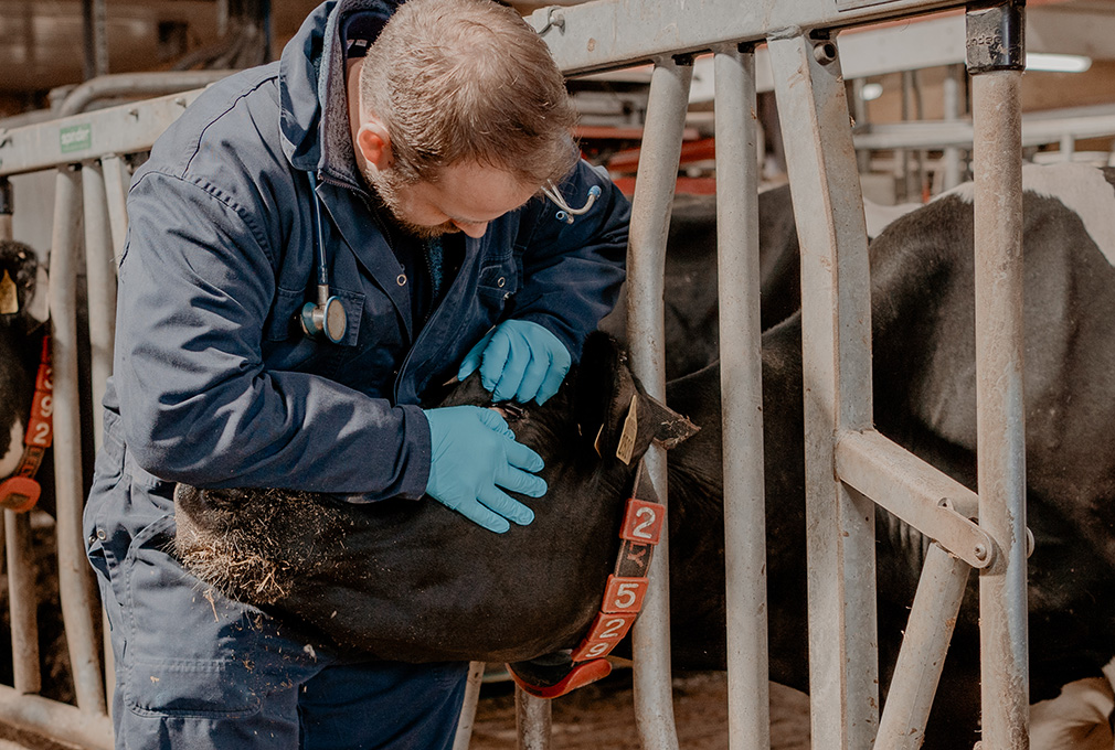 Dierenartsen Dokkum dag 2-170-overige operaties