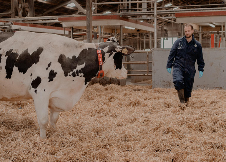 Dierenartsen Dokkum dag 2-186-dagelijkse werkzaamheden