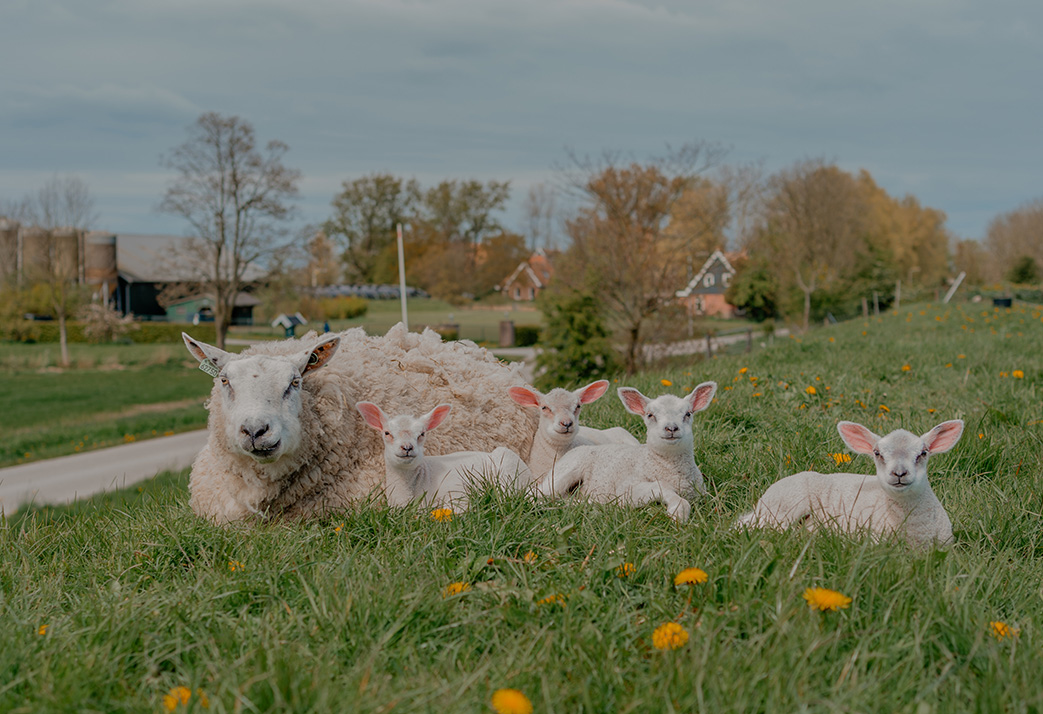 Dierenartsen Dokkum dag 2-194-vaccineren schapen en geiten -vaccineren schaap en geit