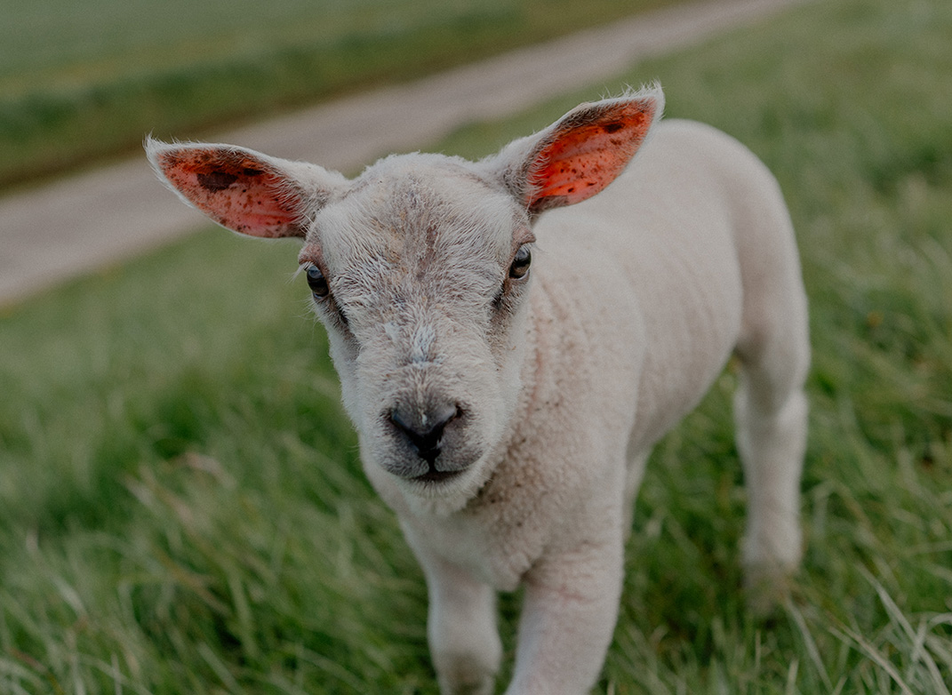 Dierenartsen Dokkum dag 2-198-ontwormen-kleine herkauwer-schaap en geit