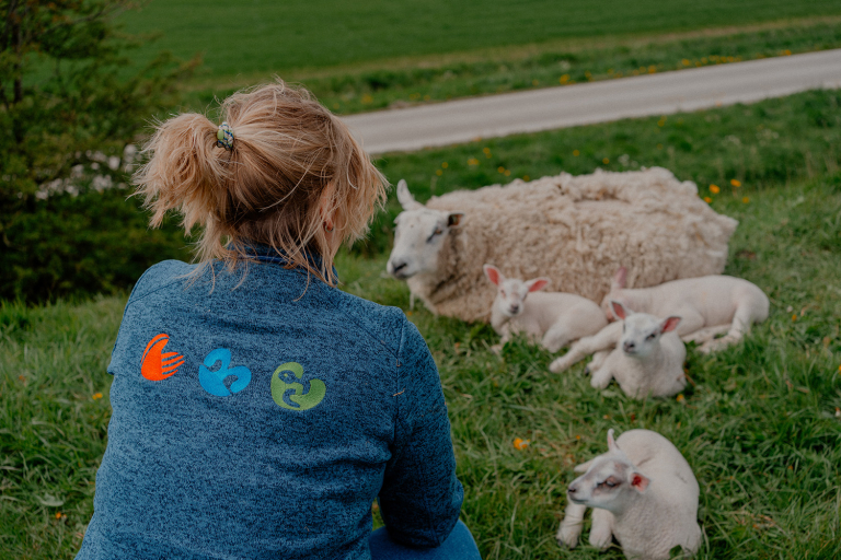 Dierenartsen Dokkum dag 2-205-vaccineren schaap en geit