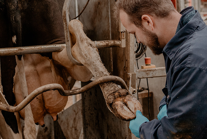 Dierenartsen Dokkum dag 2-215-klauwgezondheid-klauw-gezondheid-klauwaandoeningen-rund