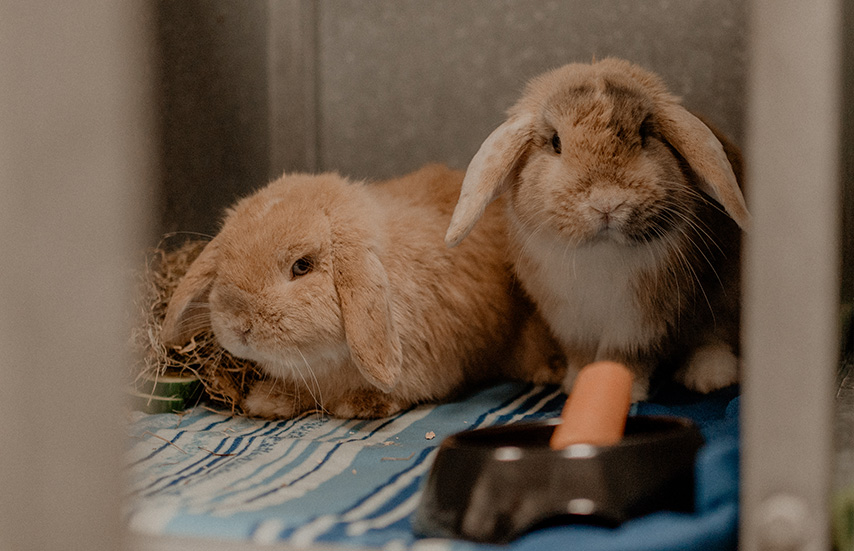 Dierenartsen Dokkum dag 1-143-voor de operatie-na de operatie