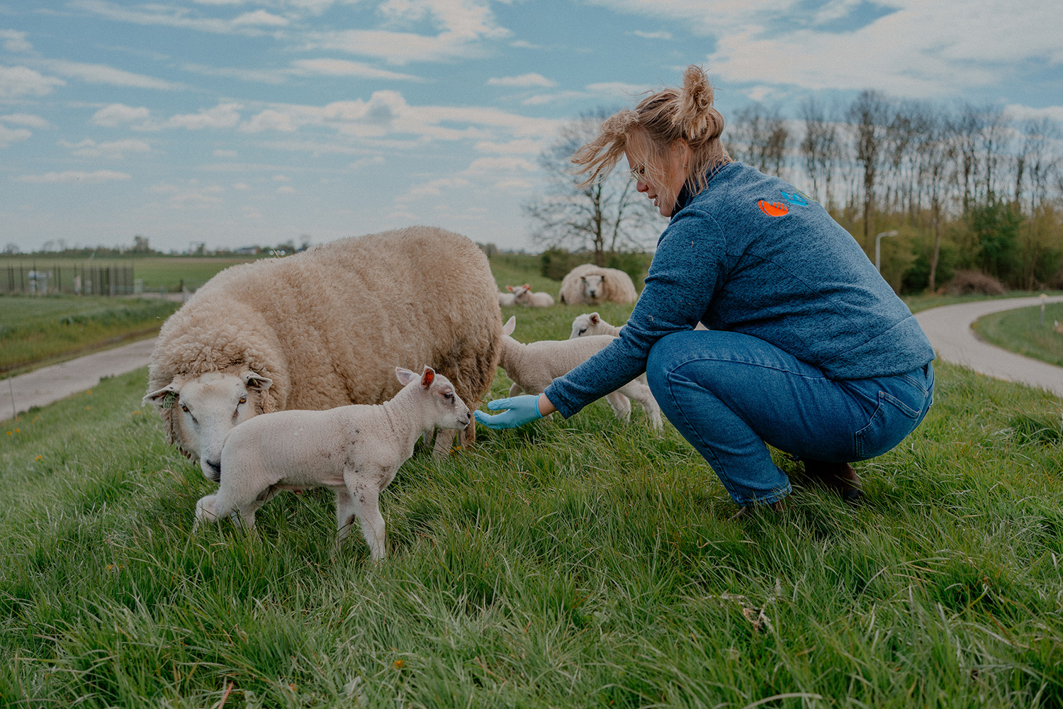 Dierenartsen Dokkum dag 2-199-schapen en geiten